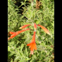 Zauschneria Californica (fam Onagracees) (Am. du nord) (4)